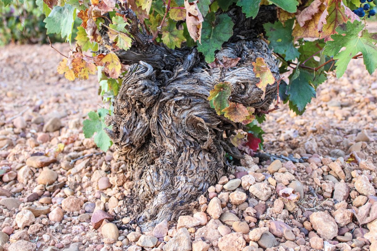 Doce Leguas | Estudio Creativo